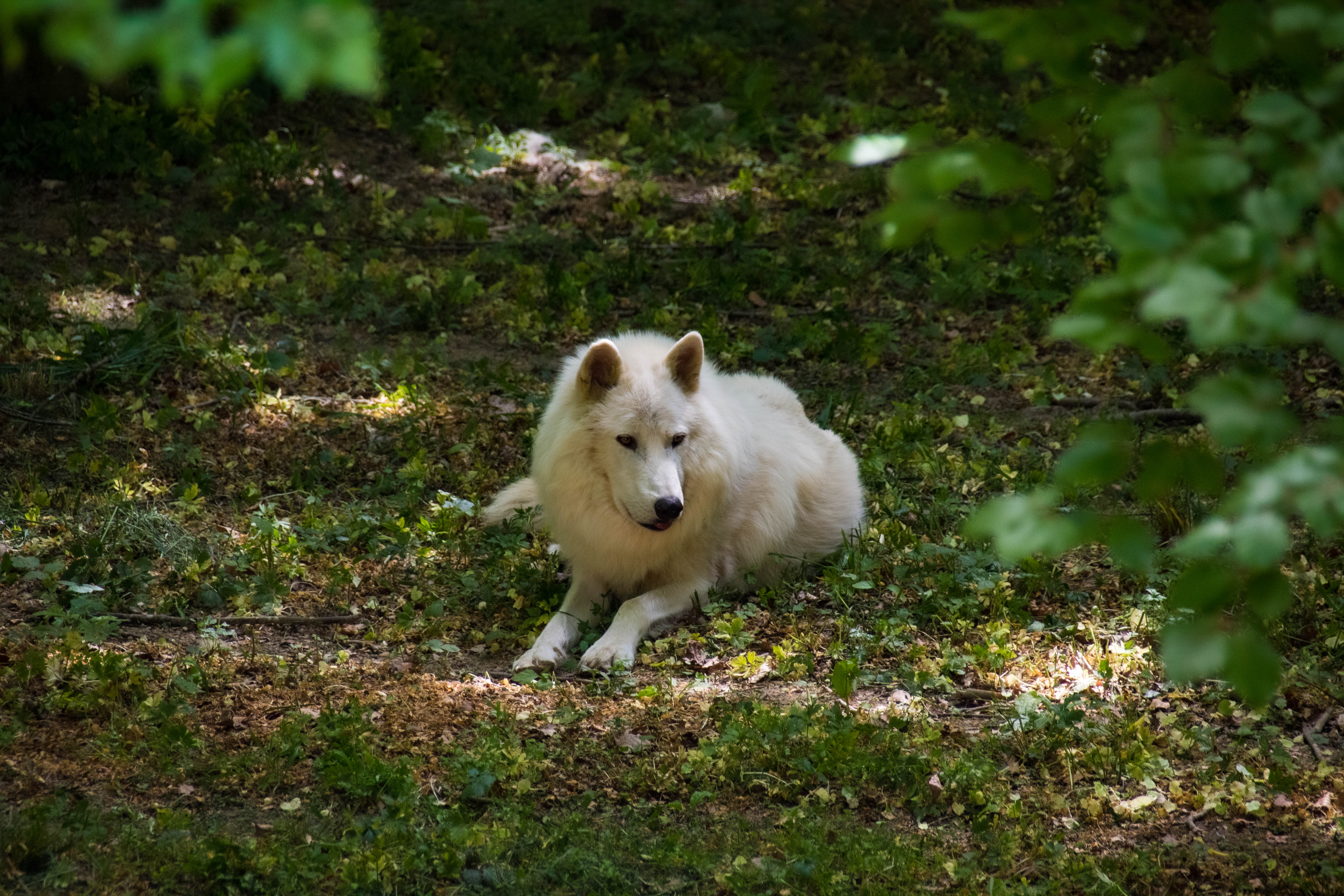 Loup blanc-_MG_0057.jpg